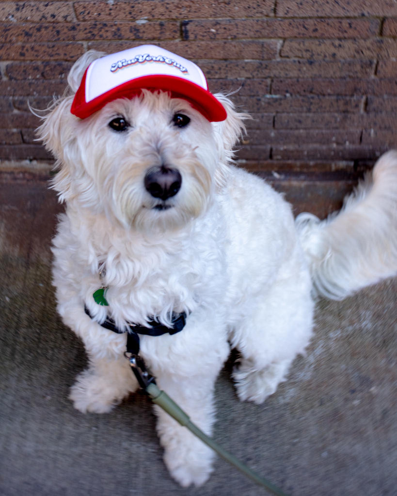 New York City Pet Trucker Hat (DOG & CO. EXCLUSIVE) Wear PUPLID   