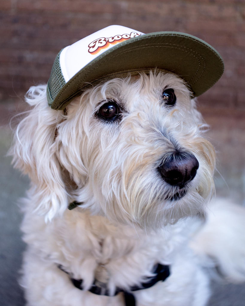 Brooklyn Pet Trucker Hat (DOG & CO. EXCLUSIVE) Wear PUPLID   