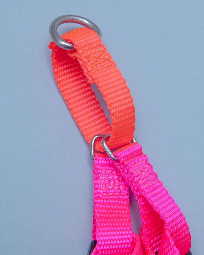 Freedom No-Pull Harness in Neon Pink & Orange (Made in the USA) WALK 2 HOUNDS for DOG & CO. (Exclusive)   
