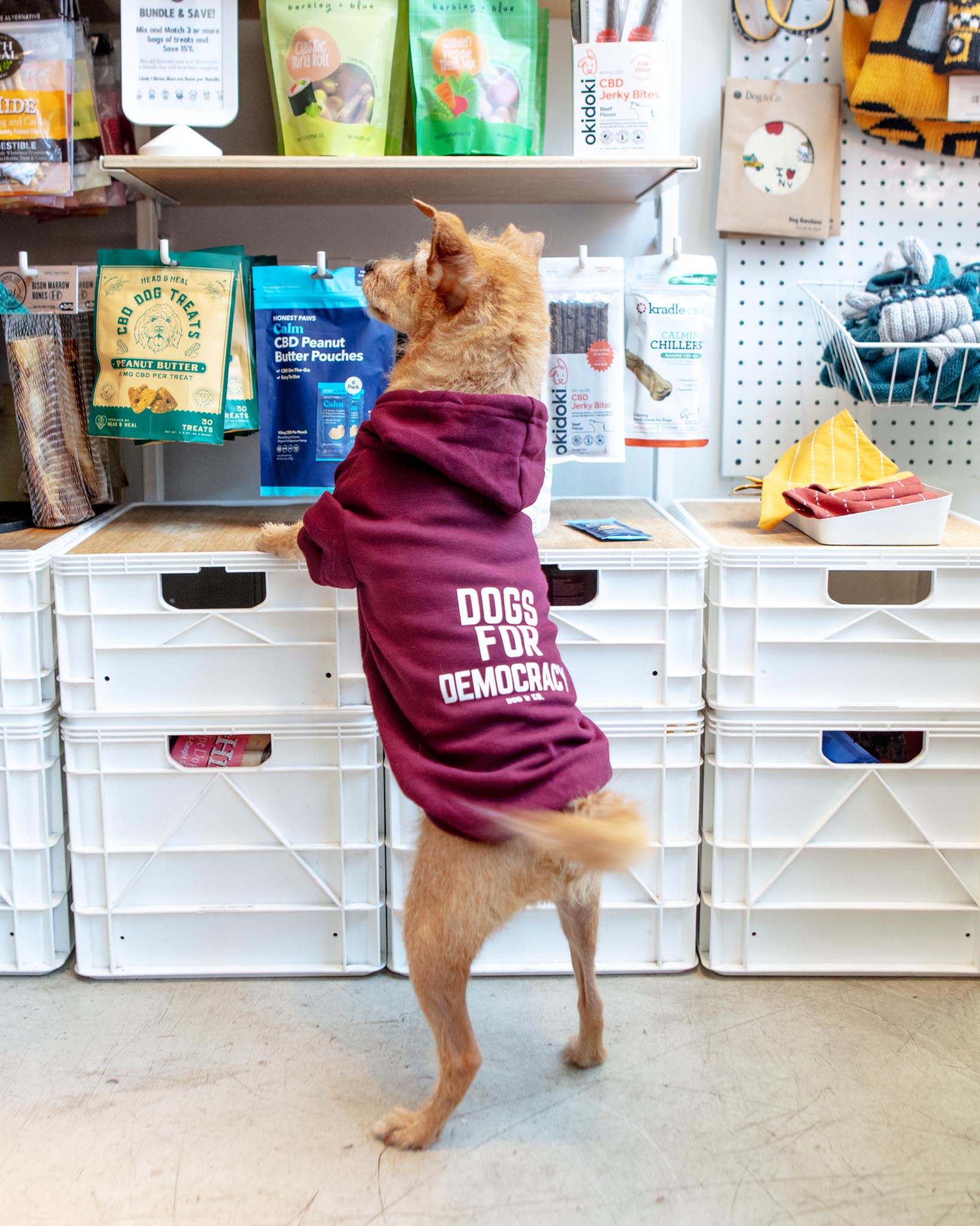 DOG & CO. | *Dogs for Democracy* Dog Hoodie (Proceeds Benefit the