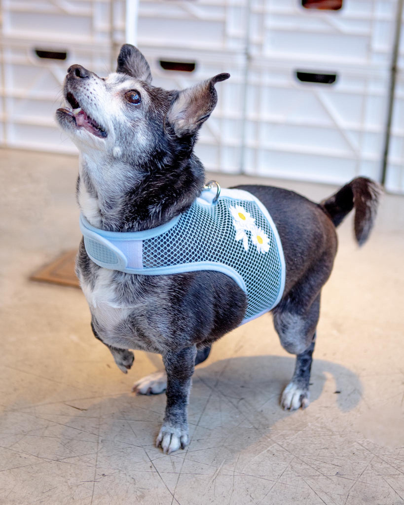 DOGGIE DESIGN Cool Mesh Dog Harness in Daisy DOG