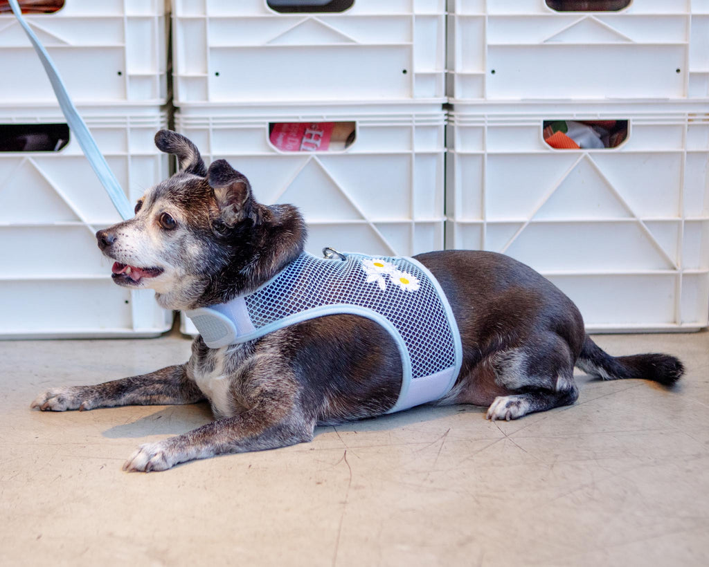 DOGGIE DESIGN Cool Mesh Dog Harness in Daisy DOG - Main Image