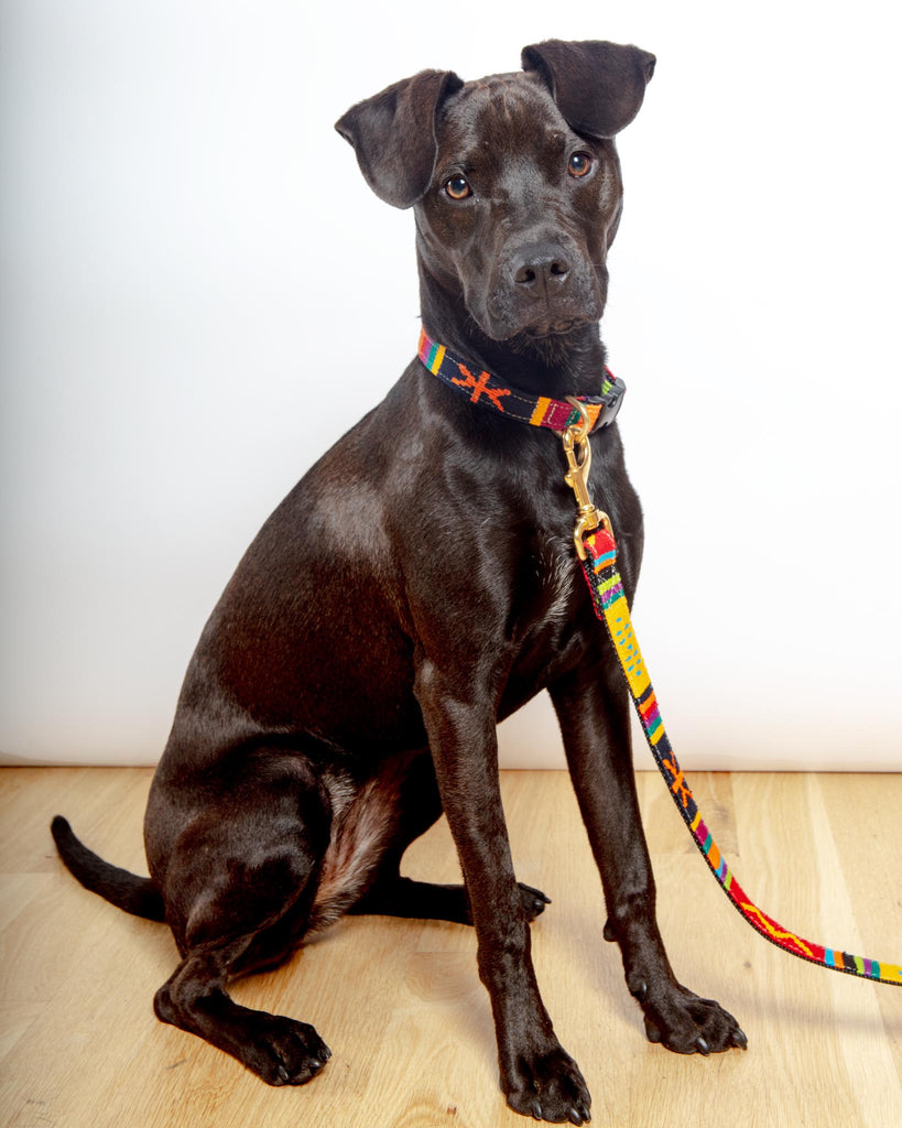 Sun Valley Holiday Collar (Made in the USA) WALK A TAIL WE COULD WAG   