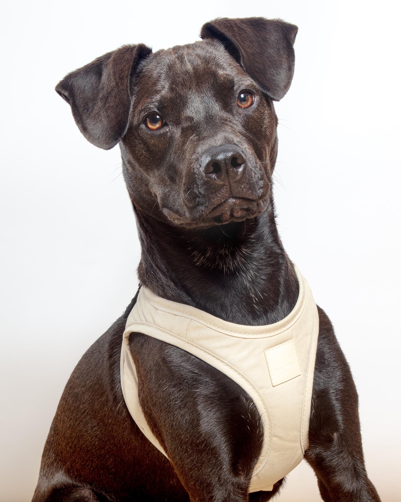 Dog_Co_1C5A1868_1638x.jpg?v=