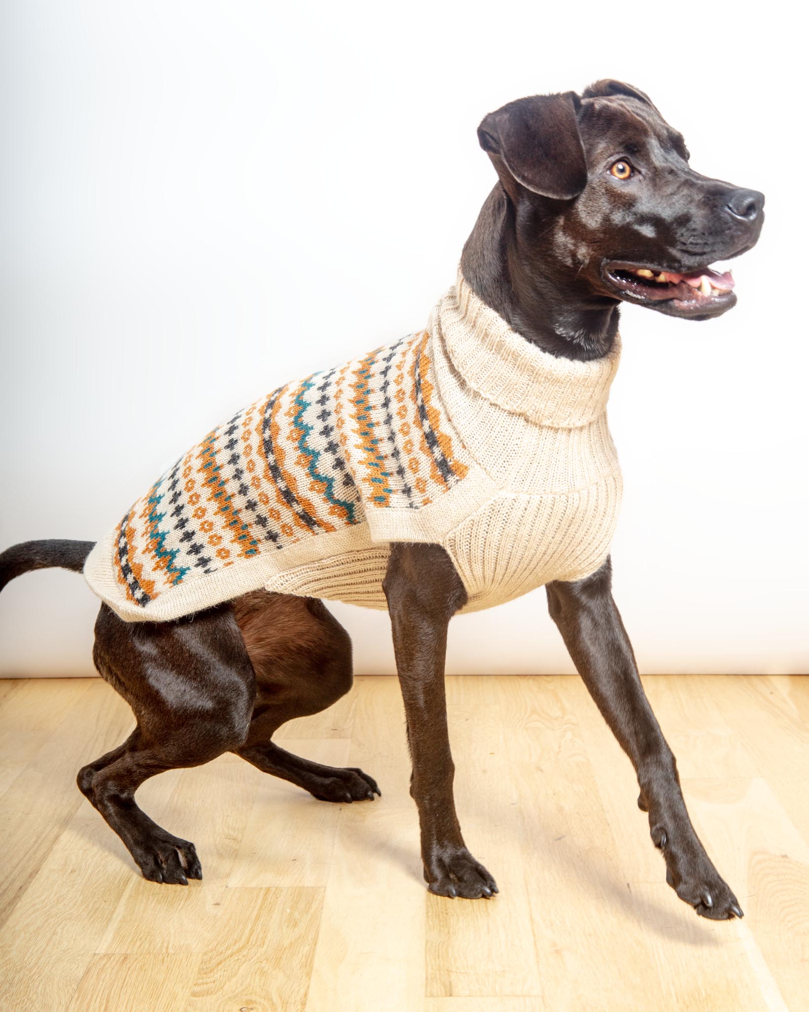 ALQO WASI | Golden Dreams Alpaca Dog Sweater | DOG & CO.