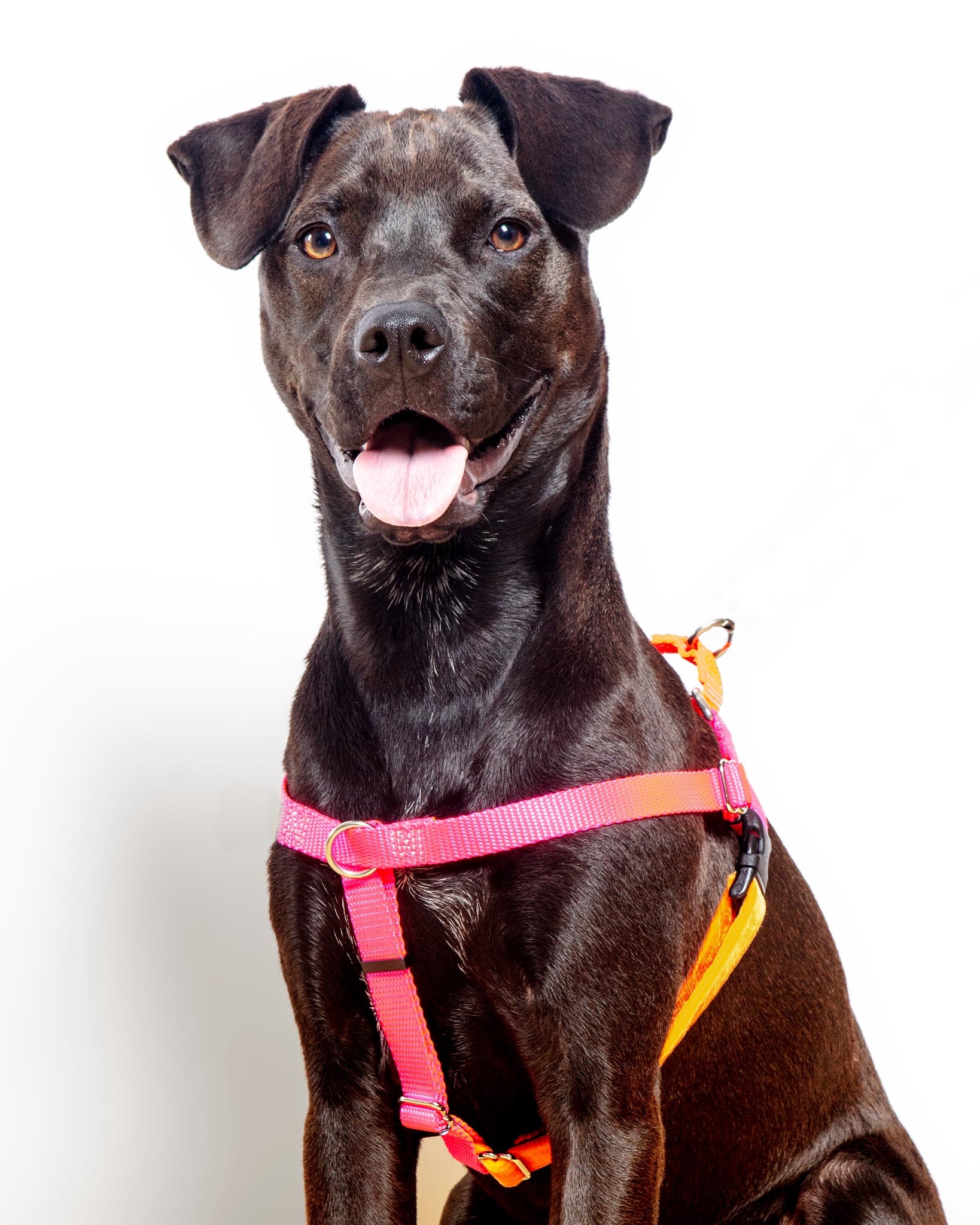 Dog_Co_1C5A1940_1638x.jpg?v=