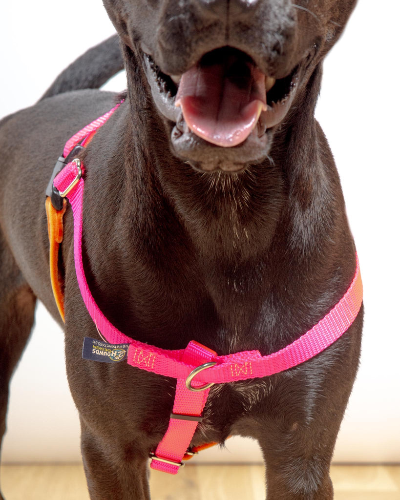 Freedom No-Pull Harness in Neon Pink & Orange (Made in the USA) WALK 2 HOUNDS for DOG & CO. (Exclusive)   