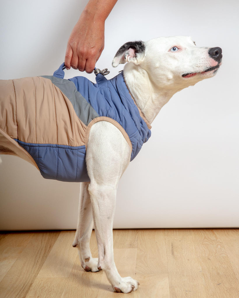 Mountaineer Waterproof Dog Harness Jacket in Tan & Moonstone Blue (FINAL SALE) Wear GOOBY   