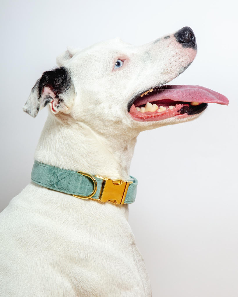 Sage Velvet Dog Collar (Made in the USA) (FINAL SALE) WALK THE FOGGY DOG   