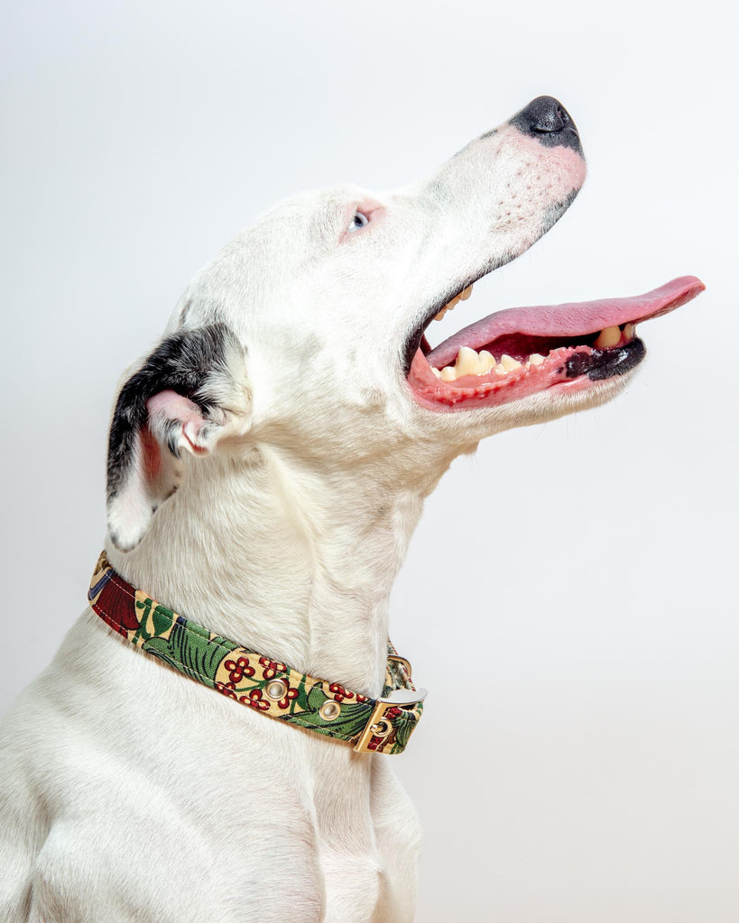 William Morris Golden Lily Dog Collar WALK BLOSSOM CO.   