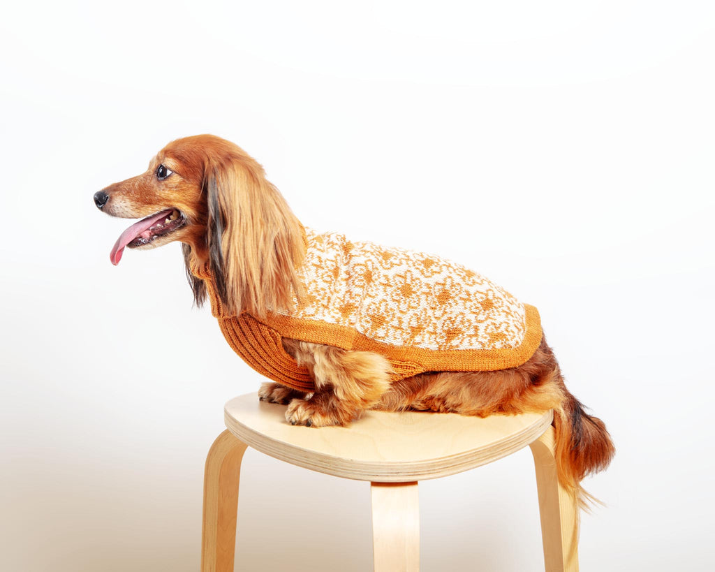 Buttercup Alpaca Dog Sweater Wear ALQO WASI   