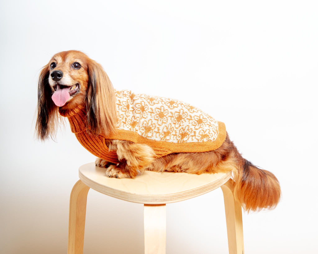 Buttercup Alpaca Dog Sweater Wear ALQO WASI   