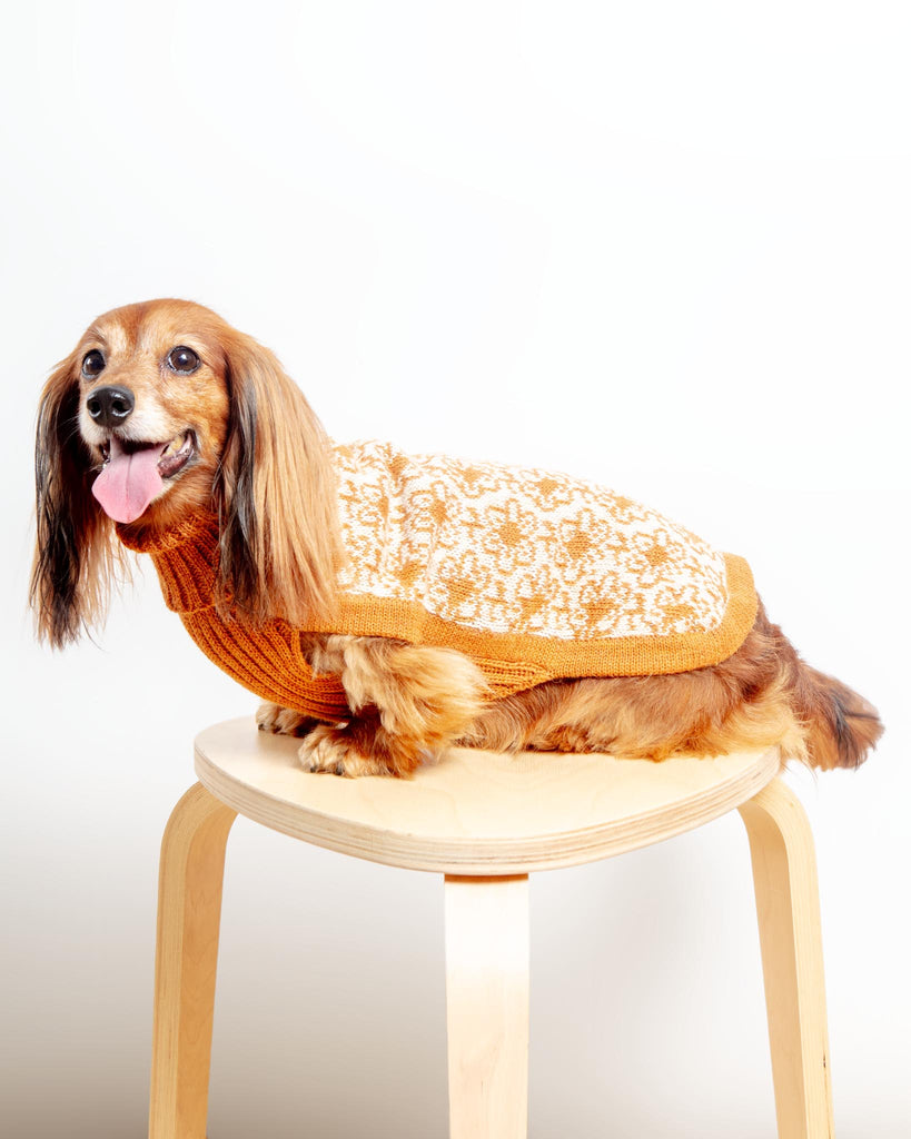 Buttercup Alpaca Dog Sweater Wear ALQO WASI   