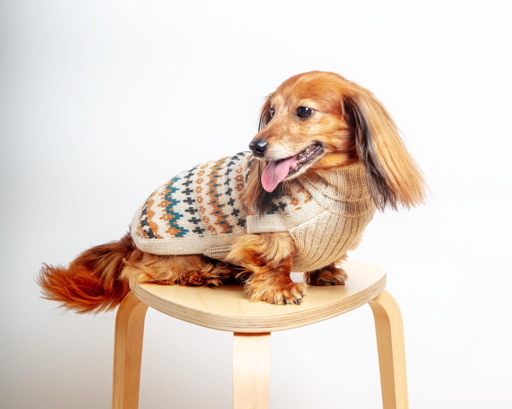 Golden Dreams Alpaca Dog Sweater Wear ALQO WASI   