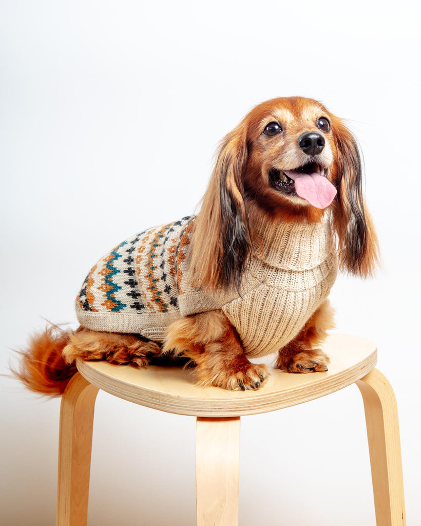 Golden Dreams Alpaca Dog Sweater Wear ALQO WASI   