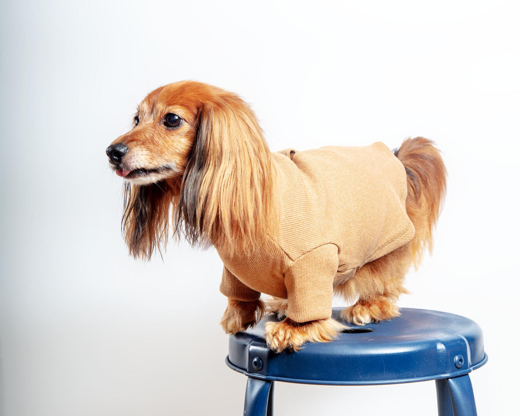 Toffee Organic Pima Cotton Dog Shirt (FINAL SALE) Wear ALQO WASI   