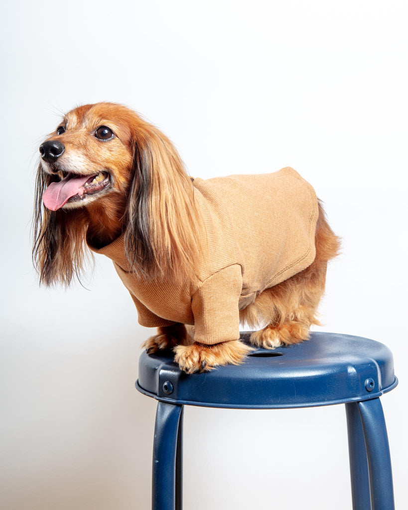 Toffee Organic Pima Cotton Dog Shirt (FINAL SALE) Wear ALQO WASI   