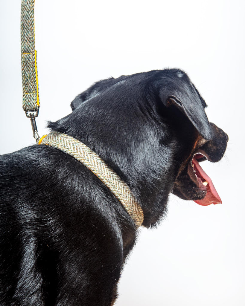 Eriskay Harris Tweed Dog Collar WALK BLOSSOM CO.   