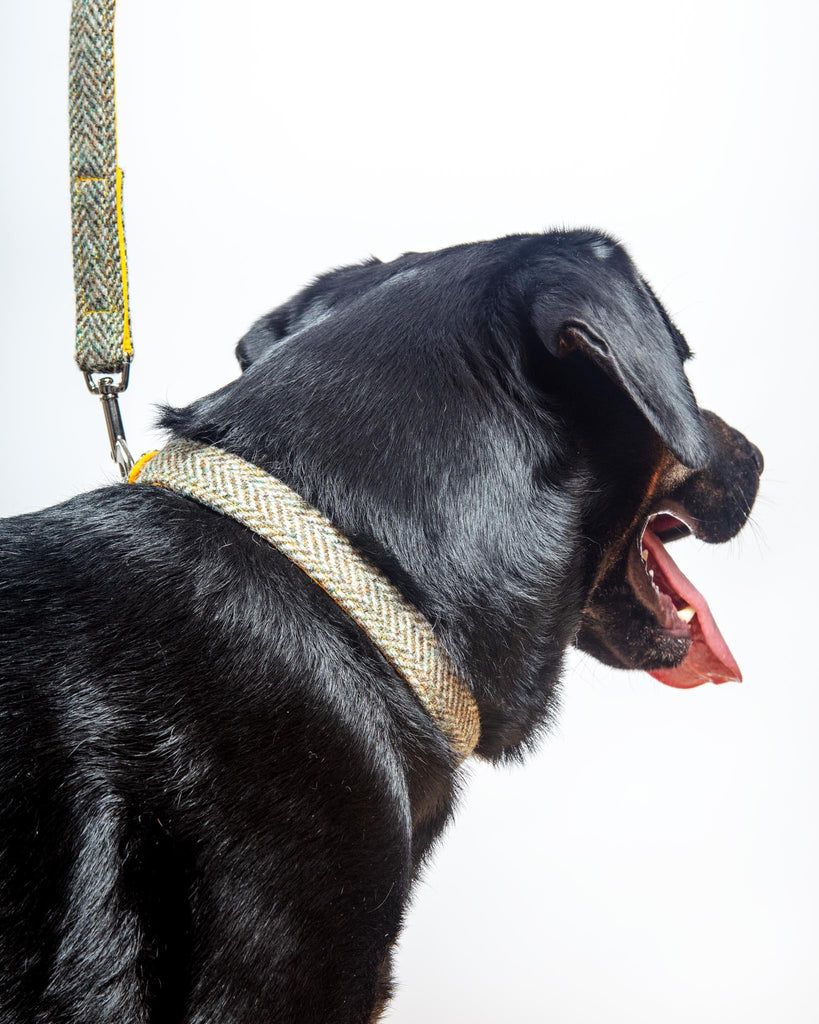 Eriskay Tweed Collar + Leash Set (Made in the UK)