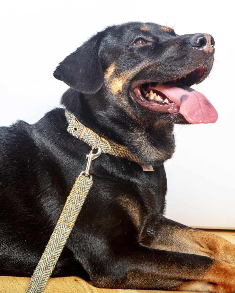 Eriskay Tweed Collar + Leash Set (Made in the UK)