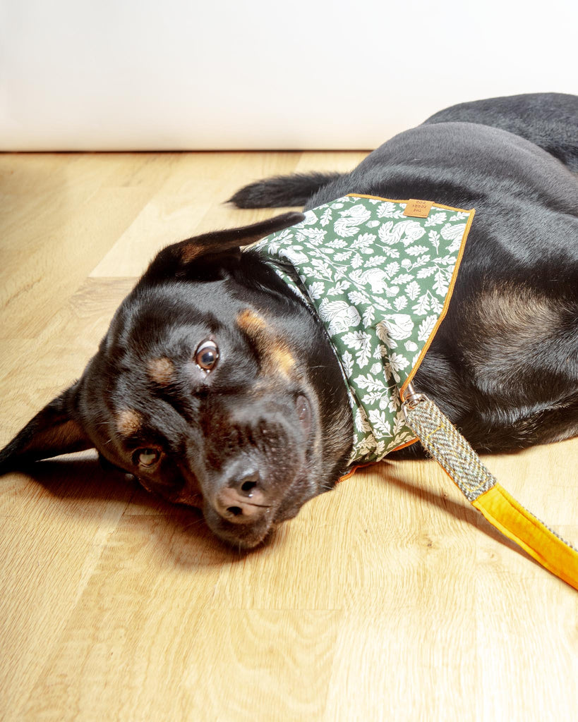 Fall Squirrel Dog Bandana (Made in the USA) Wear THE FOGGY DOG   
