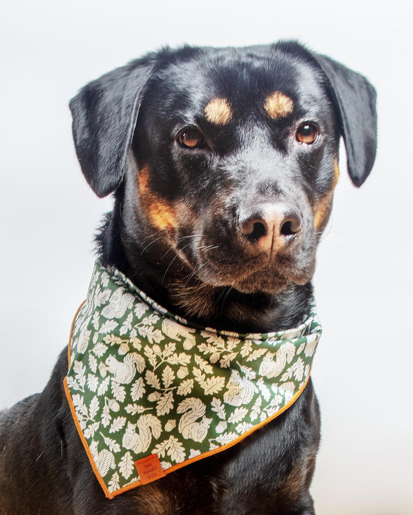 Fall Squirrel Dog Bandana (Made in the USA) Wear THE FOGGY DOG   