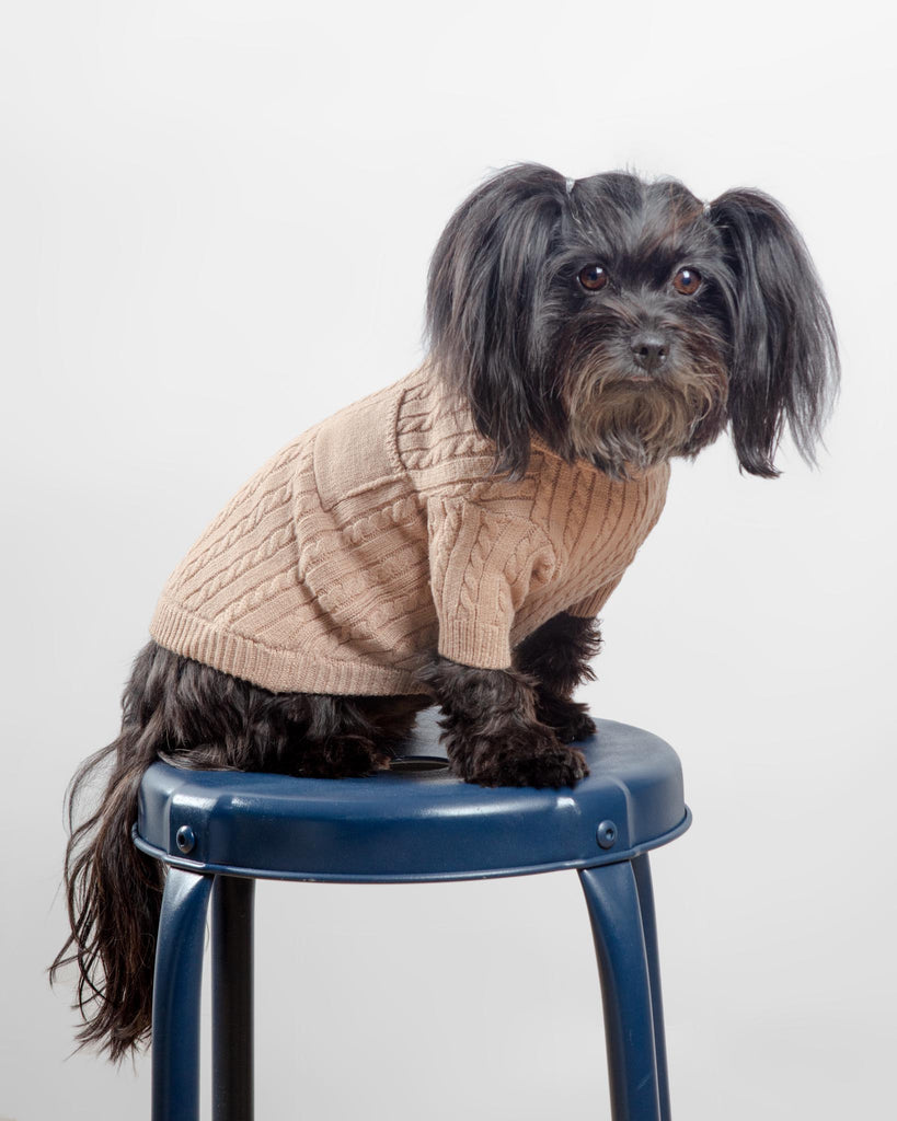 Polo Knit Dog Sweater in Camel Wear CANICHE   