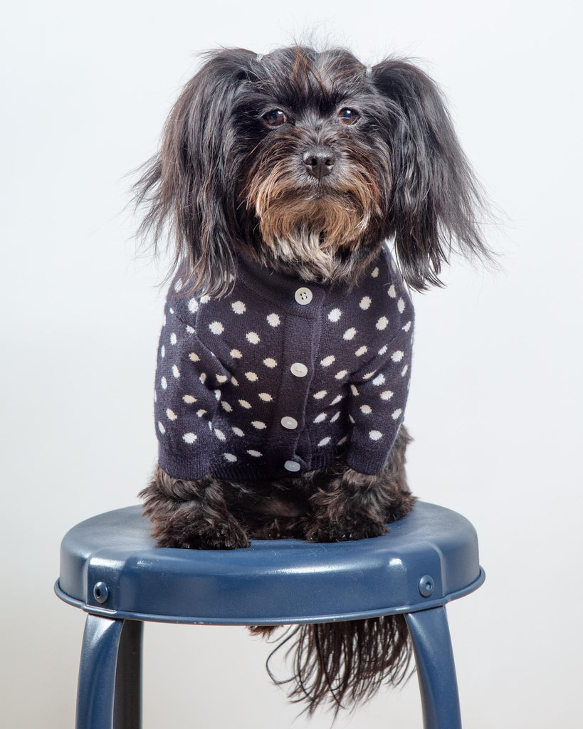 Polka Dot Knit Dog Sweater in Navy Wear CANICHE   