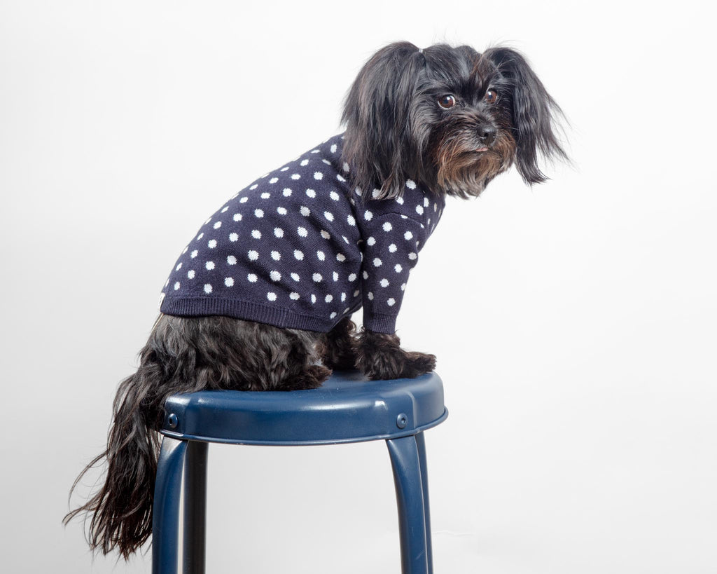 Polka Dot Knit Dog Sweater in Navy Wear CANICHE   