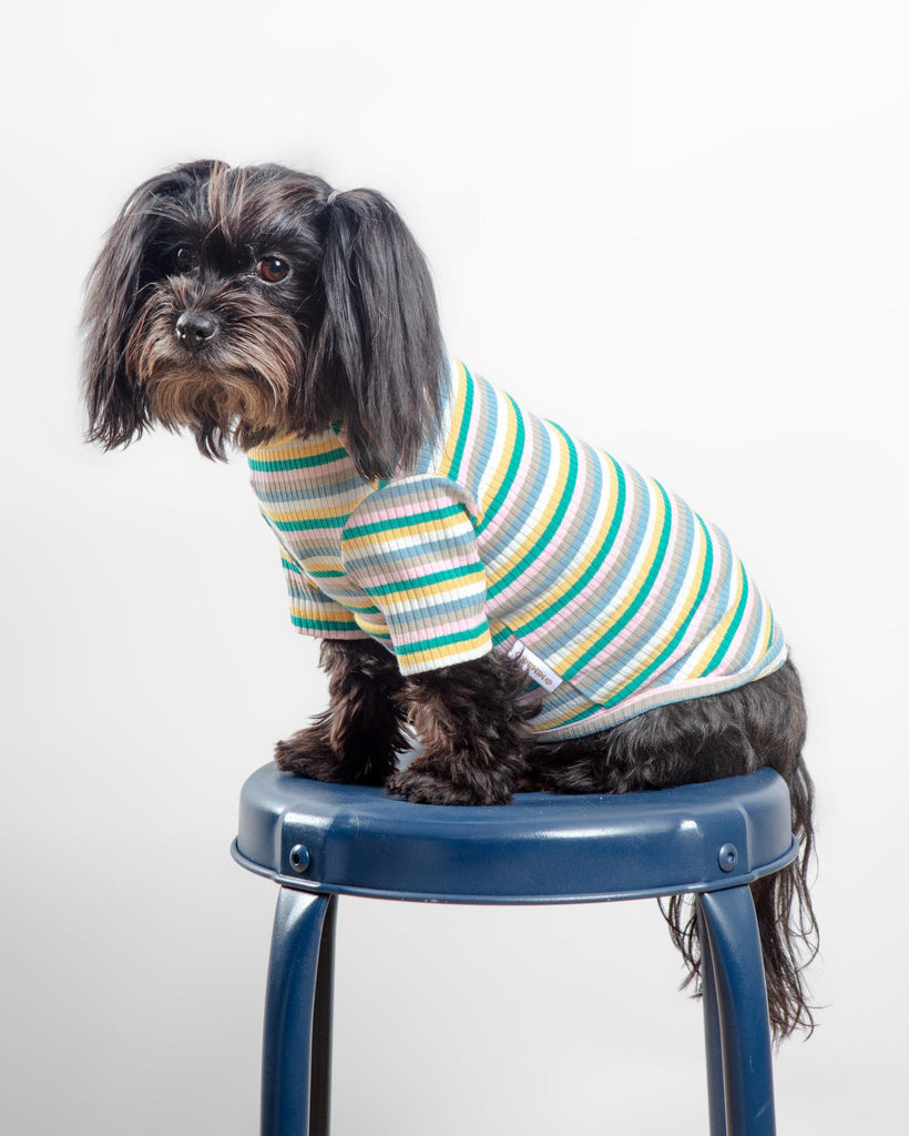 Stripe Ribbed Dog Turtleneck Sweater (FINAL SALE) Wear MIMINKO   
