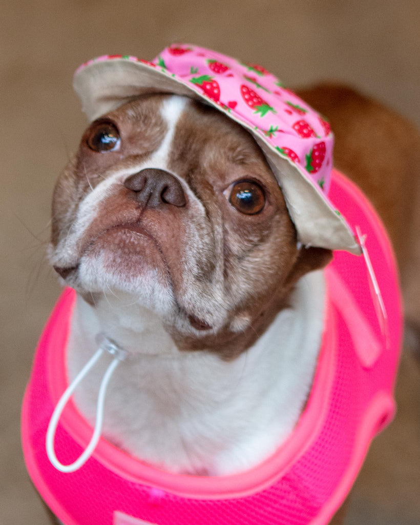 Strawberry Bucket Hat for Dogs Wear THE WORTHY DOG