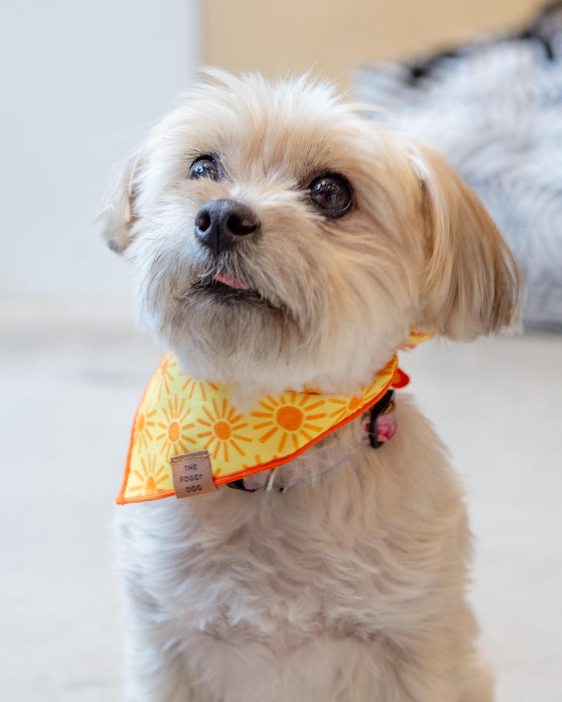 Here Comes the Sun Dog Bandana (Made in the USA) Wear THE FOGGY DOG