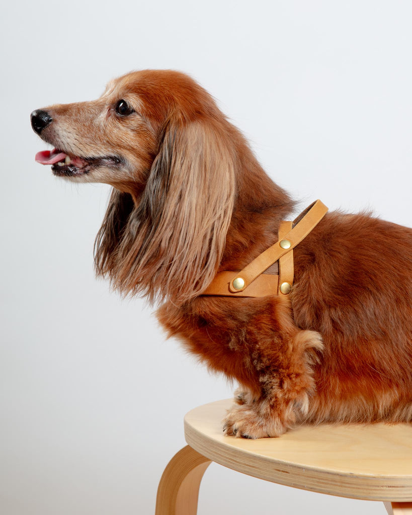 Butter Leather Dog Harness in Sahara Cognac (Made in Austria) WALK MOLLY & STITCH