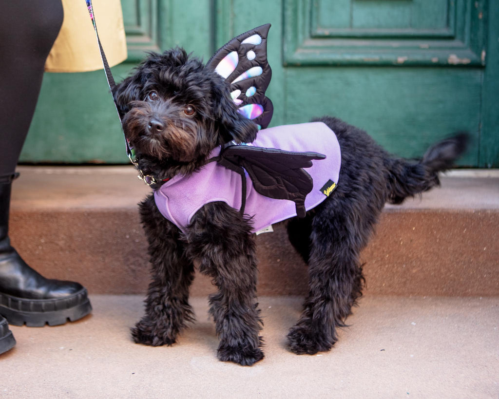 Adjustable Tie-On Butterfly Wings for Dogs Wear DOGO   