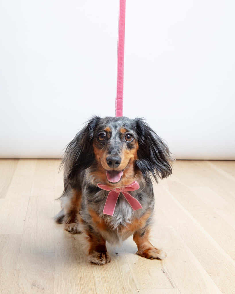Velvet Dog Leash Primrose Pink (Made in the USA) WALK MIMI GREEN