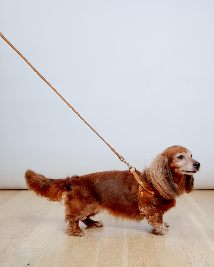 Butter Leather Dog Harness in Sahara Cognac (Made in Austria) WALK MOLLY & STITCH