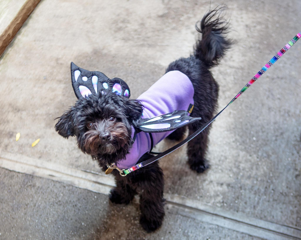 Adjustable Tie-On Butterfly Wings for Dogs Wear DOGO   