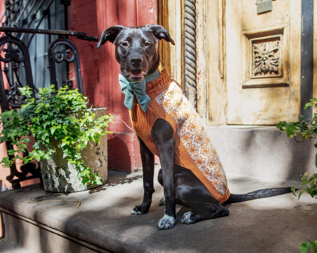 Buttercup Alpaca Dog Sweater (FINAL SALE) Wear ALQO WASI   