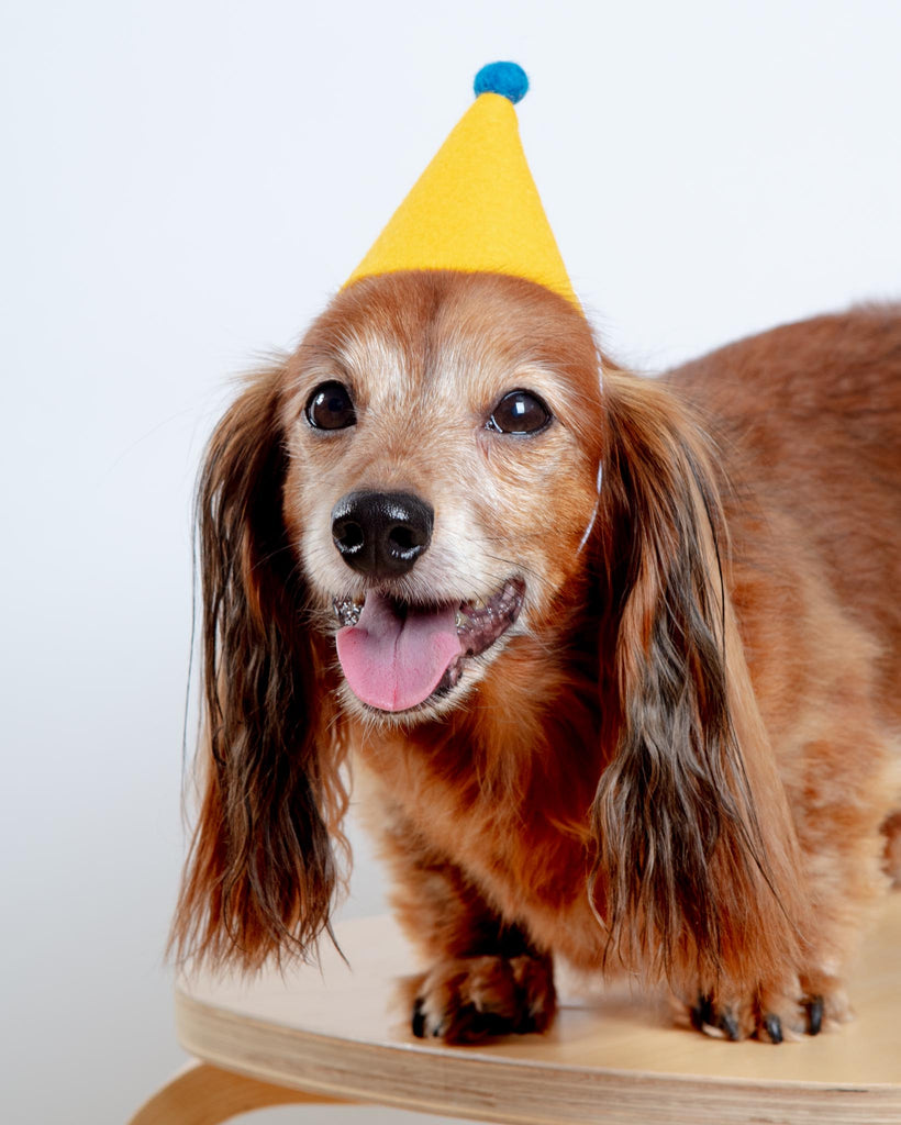 Pawty Hat in Yellow Wear MODERN BEAST