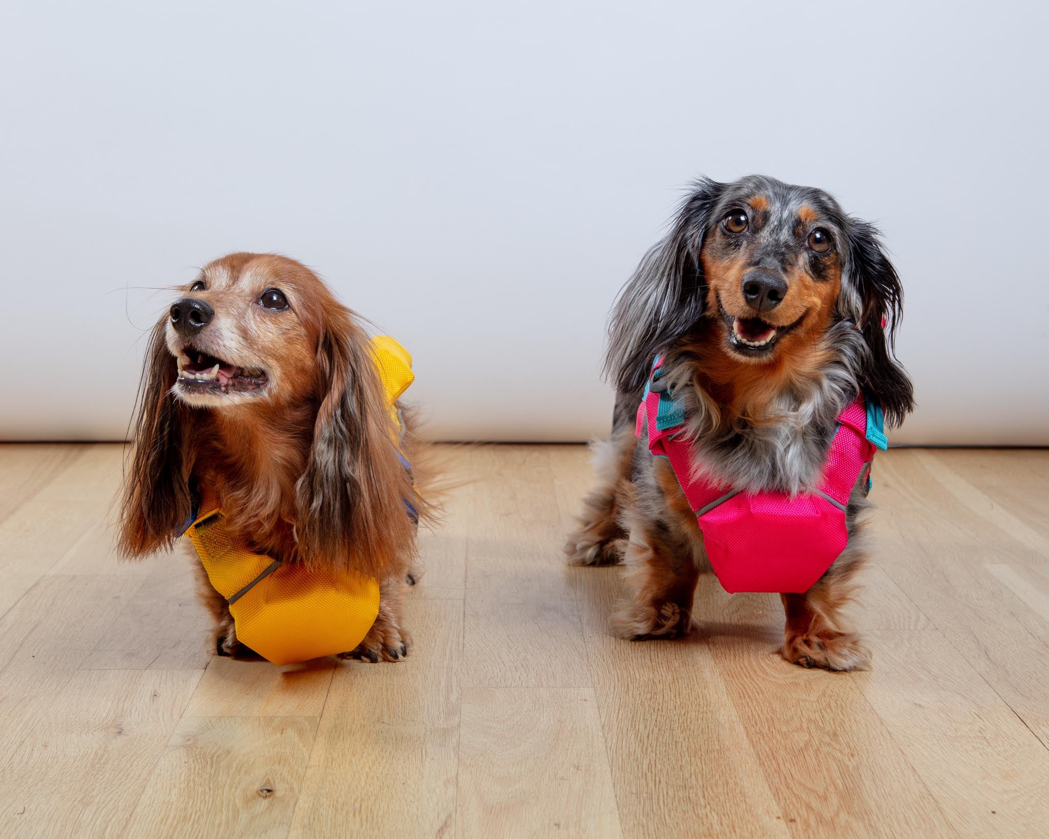 dog&co 　POINT-H DOG & CO. | Quality Pet Products, In-Store & Online