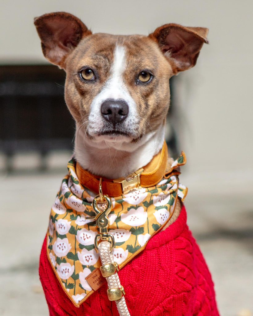 Boho Mud Cloth Dog Collar – The Foggy Dog