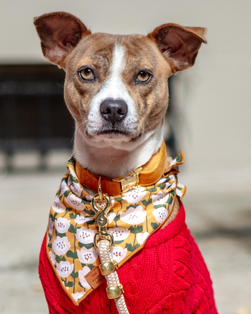 Goldenflowers Dog Bandana (Made in the USA) )(FINAL SALE) Wear THE FOGGY DOG   