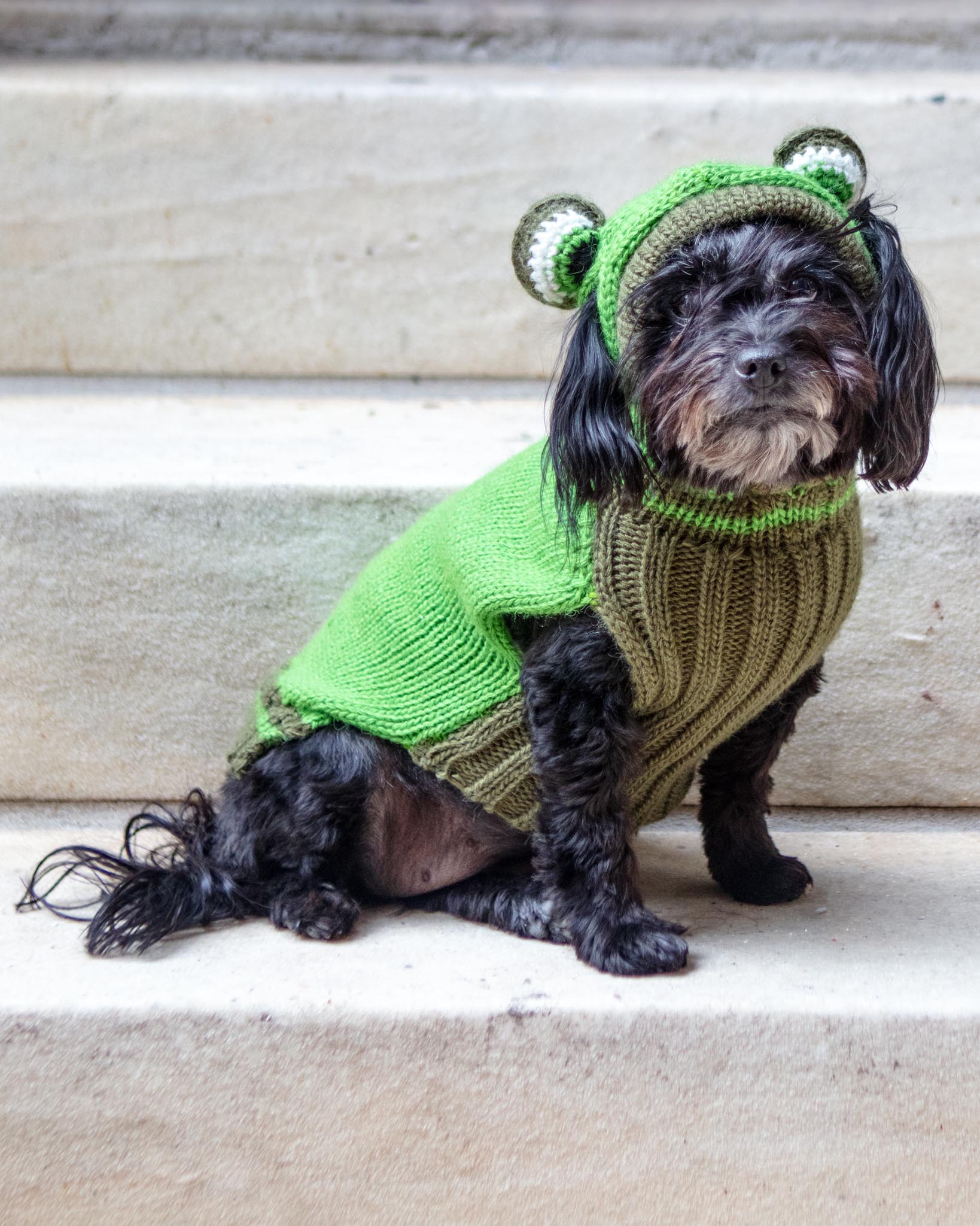 PERUVIAN KNITS | Froggy Hand Knit Dog Sweater