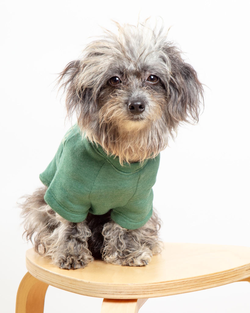 New York Dog Sweatshirt in Forest Heather
