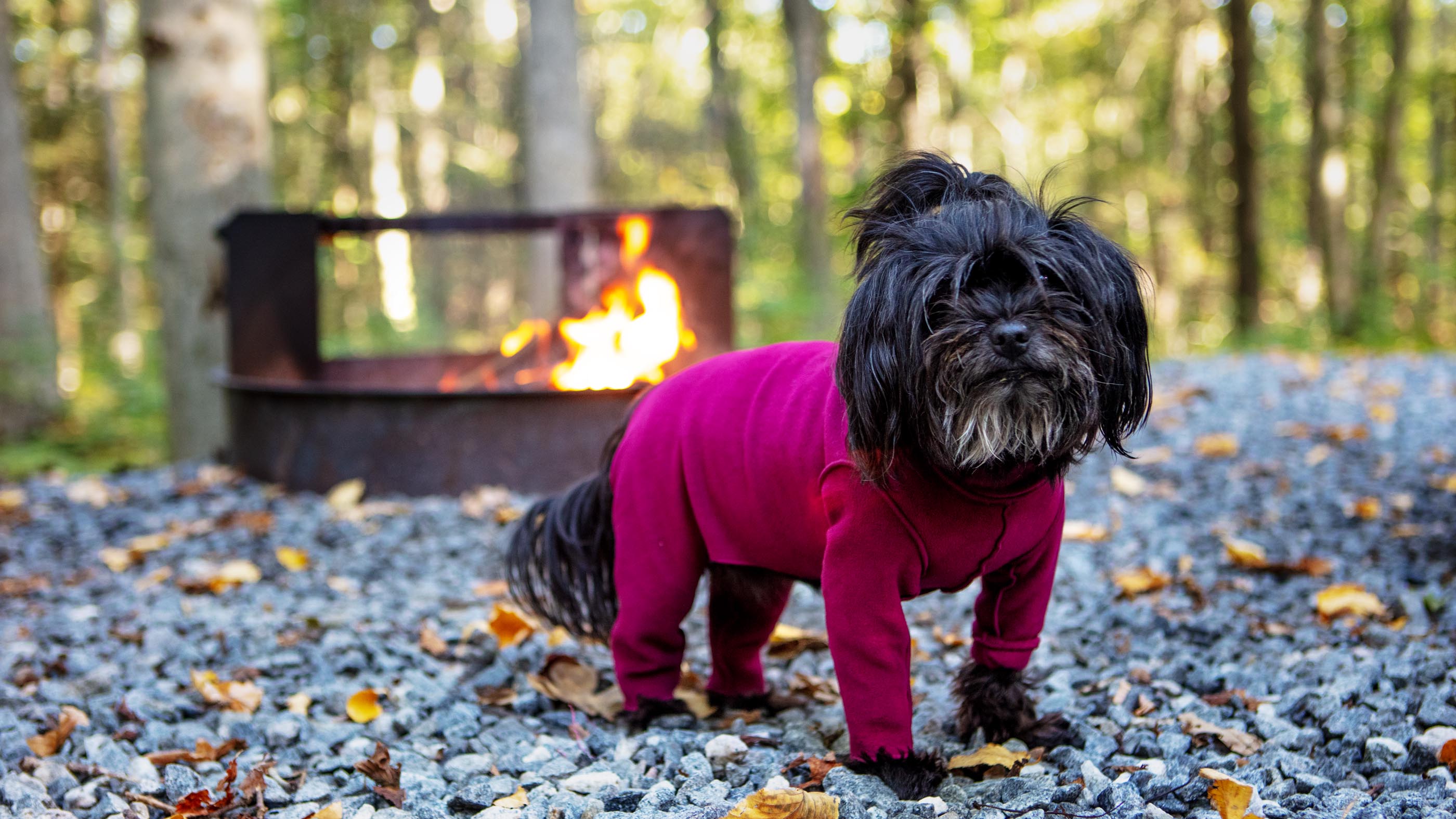 FALLING for AUTUMN | DOG & CO. FALLING for AUTUMN | DOG & CO.