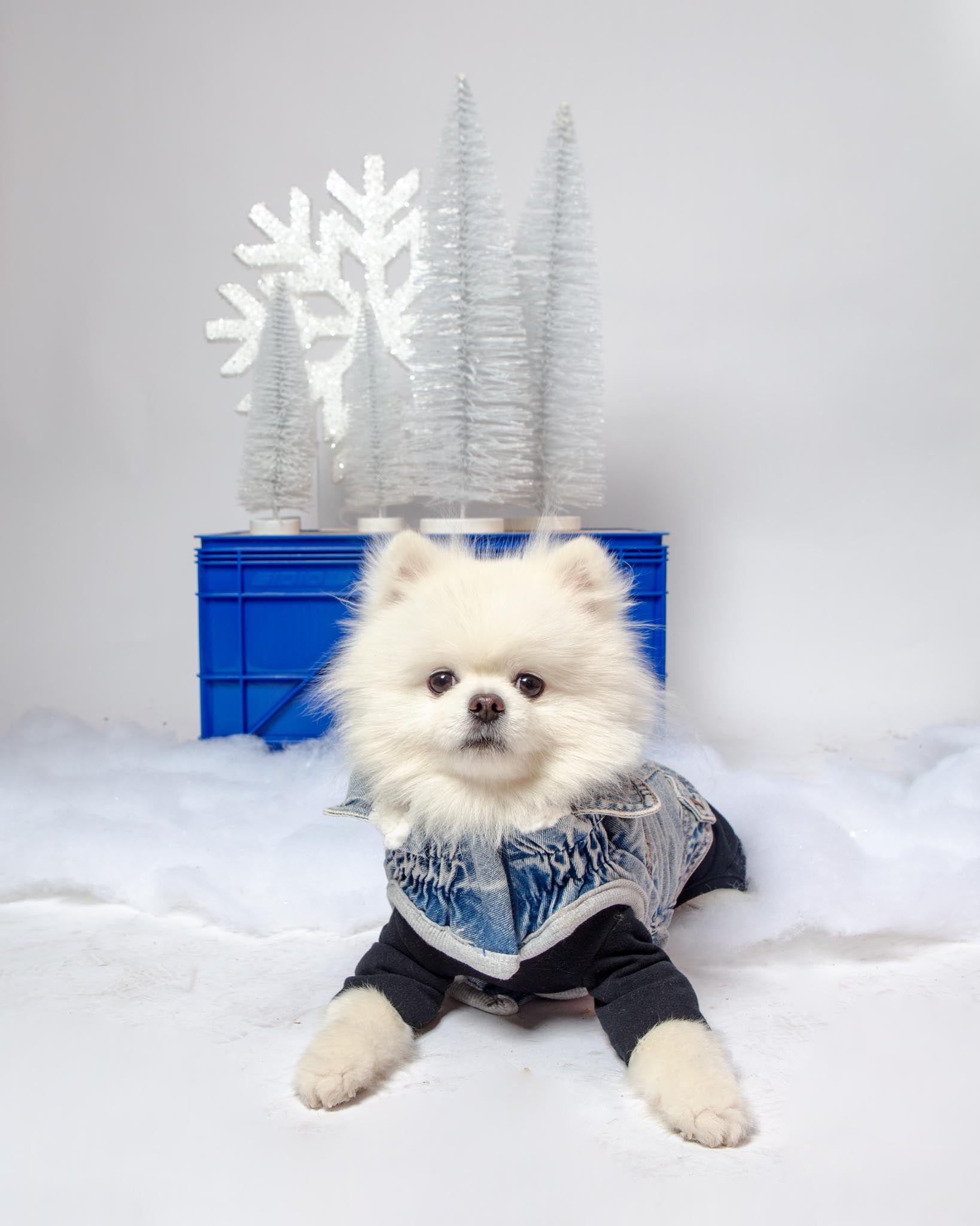 DOG & CO. | Quality Pet Products, In-Store & Online