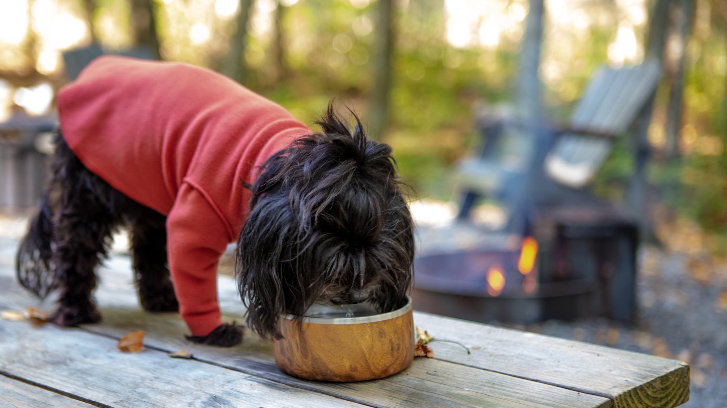 dog&co 　POINT-H High Tech Pet 8.25 in. x 10 in. Wi-Fi Enabled-Smartphone