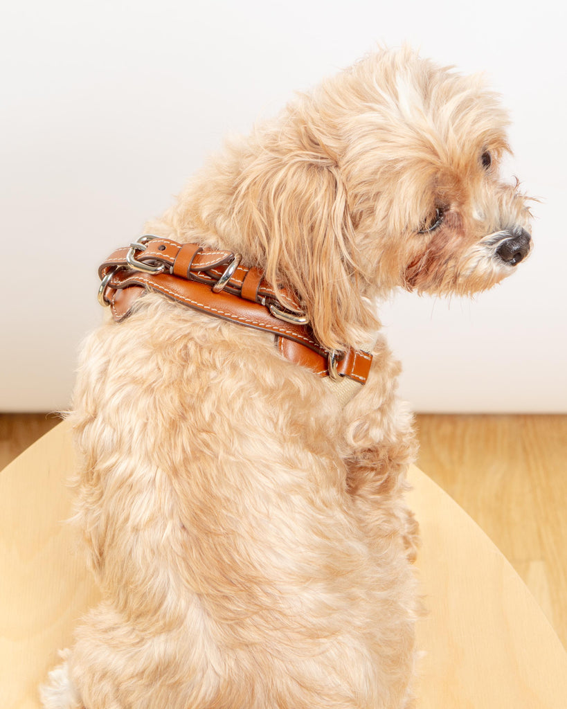 Aria Textile Dog Harness in Natural + Tobacco (Made in Italy) Walk CARLOTTA PALERMO