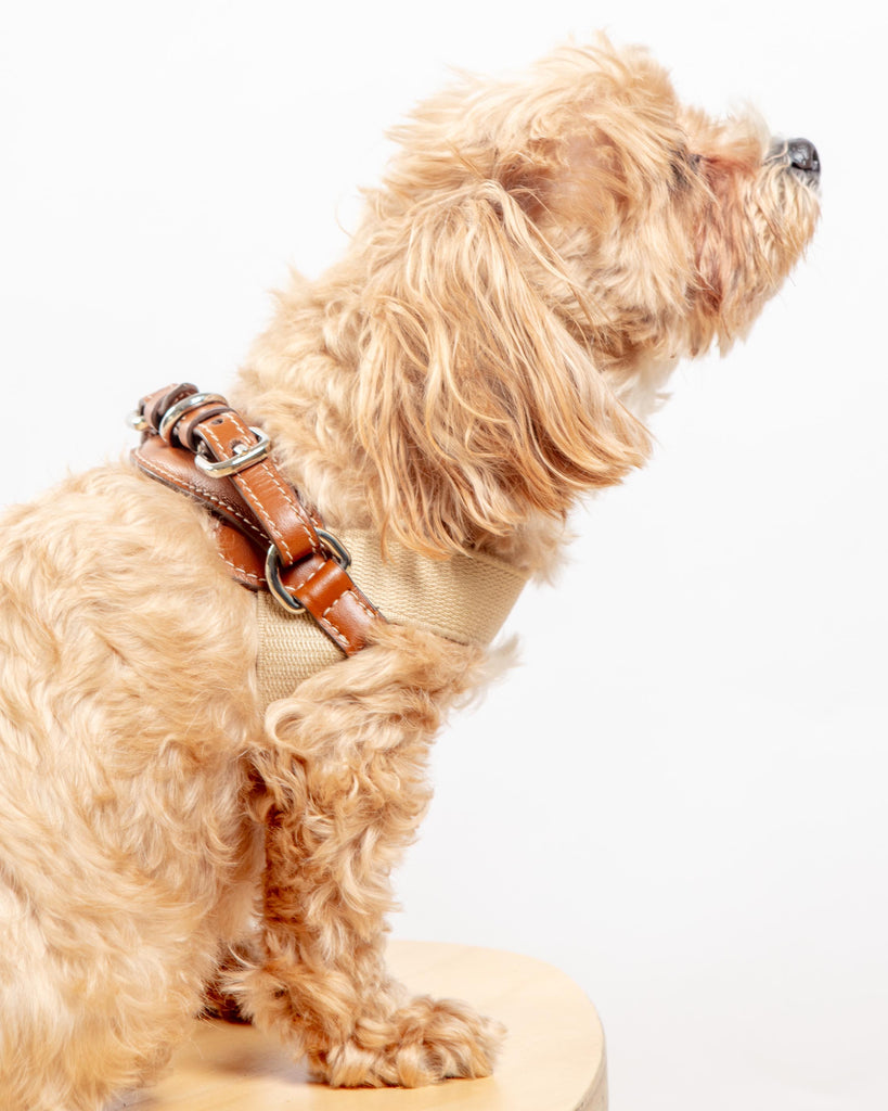 Aria Textile Dog Harness in Natural + Tobacco (Made in Italy) Walk CARLOTTA PALERMO