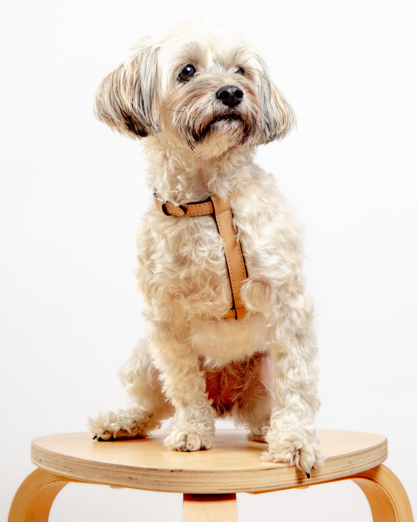 Nuvola Leather Dog Harness in Vanilla (Made in Italy) Walk CARLOTTA PALERMO